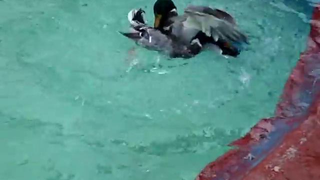 kampioni i dyfisht per gjakove 2011 смотреть онлайн