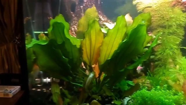 Мальки анциструсов 2-х поколений в общем аквариуме. смотреть онлайн