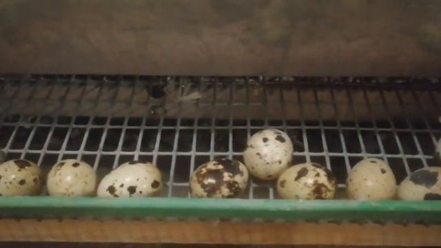 Немного о перепелах. Техасцы. смотреть онлайн
