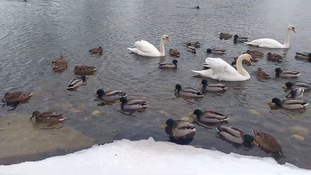 БЕЛЫЕ ЛЕБЕДИ, УТКИ! ЗИМНИЙ, ХОЛОДНЫЙ ДЕНЬ!WHITE SWANS, DUCKS! WINTER, COLD DAY! смотреть онлайн