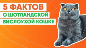 Интересные факты о шотландской вислоухой кошке
