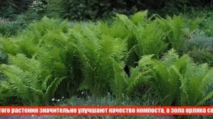 Как вырастить папоротники в саду