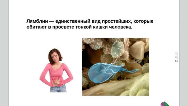 малютина простейшие паразиты