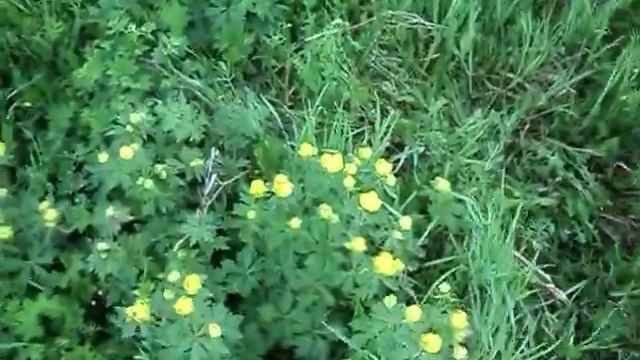 купальница на моем участке смотреть онлайн