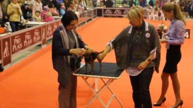 Щеголь в Черном смотреть онлайн