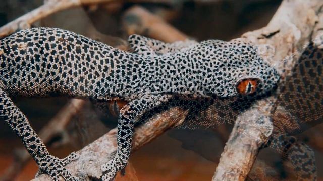 Могут ли животные выдыхать пламя? смотреть онлайн