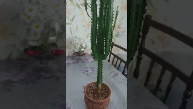 Молочай трехгранный гүлдің күтімі смотреть онлайн