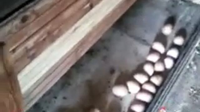 Гнездо для кур с яйцесборником смотреть онлайн