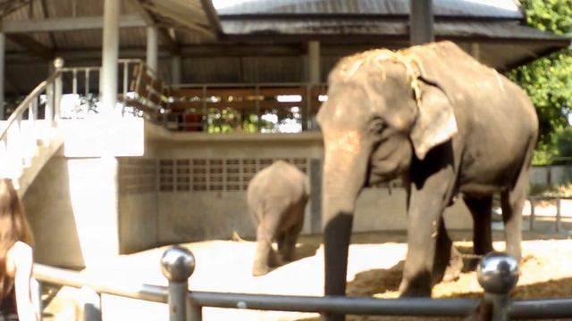 Паттайя Крокодиловая Ферма смотреть онлайн