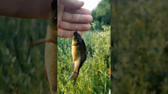 Рыбалка в центре камыша.