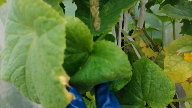 Честный отзыв об огурцах 