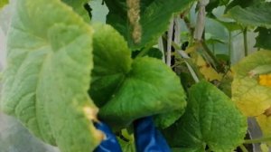 Честный отзыв об огурцах "Кураж".