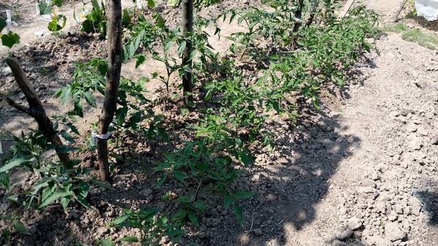 Чи є альтернатива Борній кислоті?Обробка Борною кислотою помідорів під час цвітіння@Dacha_Sad_Gorod смотреть онлайн