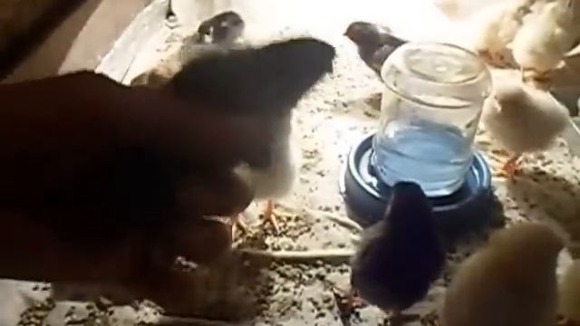 Кормление и содержание цыплят в первые дни жизни.Ч-1 смотреть онлайн