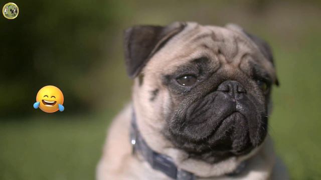 New Funny Animals 😂 Funniest Cats and Dogs Videos Part 3 |FunnyPetsStory смотреть онлайн