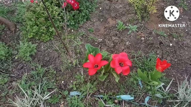 Парад Тюльпанов. ??? смотреть онлайн