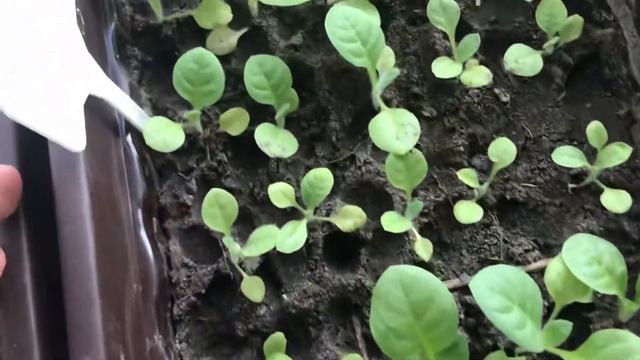 Пикированная рассада табака 26.04.22 и больные растения смотреть онлайн