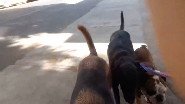 El #paseadog pastoreando a la pandilla de la del valle sur. смотреть онлайн