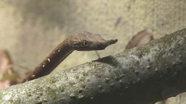 10 Самых Странных Змей в Мире. смотреть онлайн