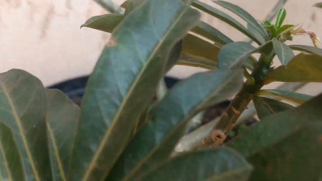 #Adenium смотреть онлайн