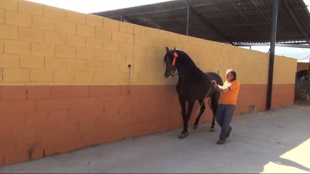 Caballos domados Pura Raza Española P.R.E. Ganadería el Niño de la Fuerza. La Zubia (Granada) смотреть онлайн