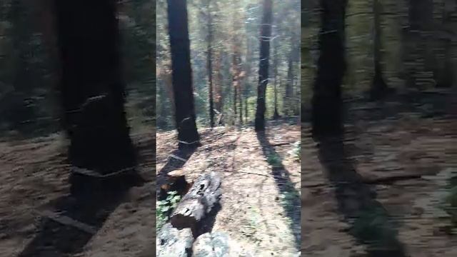 Александр Пичуев ВНИМАНИЕ! #ПОДЖОГИ #НЕЗАКОННАЯВЫРУБКАЛЕСА #ПОЖАРЫ #ЕКАТЕРИНБУРГ #ИРБИТ смотреть онлайн