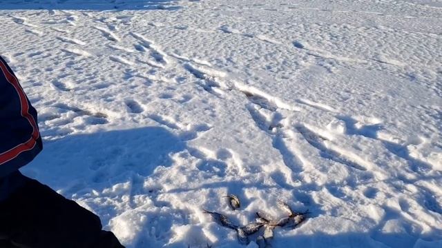 Зимняя рыбалка на 23 километре Выборгского залива смотреть онлайн