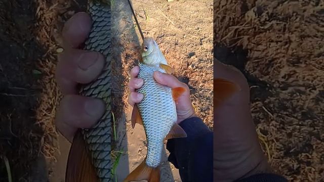 Рыбалка на Оке смотреть онлайн