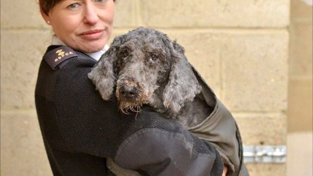 Удивительное преображение бродячих собак смотреть онлайн