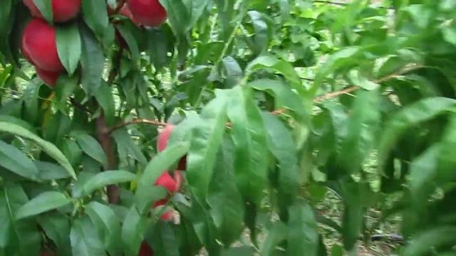 персик Фиделия смотреть онлайн