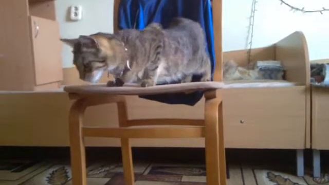 классная попа)))или поза кошки)) смотреть онлайн