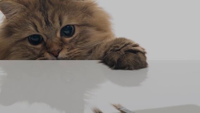 Интересные факты о  кошках.