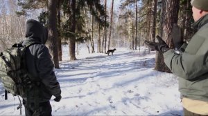 Главные принципы дрессировки взрослой собаки