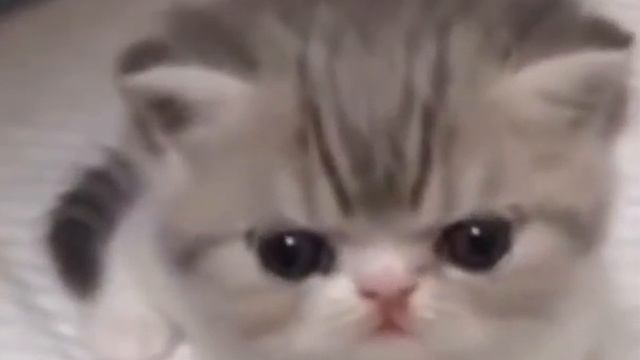 котёнок очень громко пукает смотреть онлайн