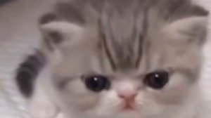 котёнок очень громко пукает