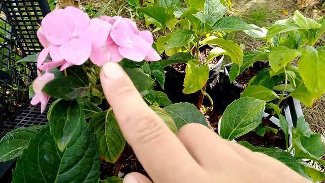 Гортензия. Черенки гортензии выжили и порадовали прекрасным цветением. смотреть онлайн