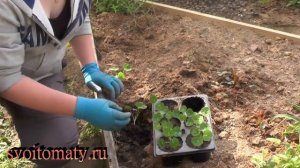 Настурция: выращивание и уход