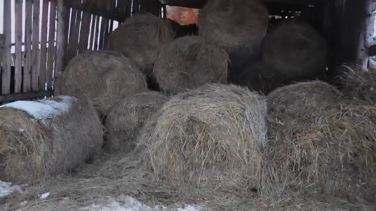 Челлендж. Сколько съели сена.Почему так плохо едят! 2020 декабрь! смотреть онлайн