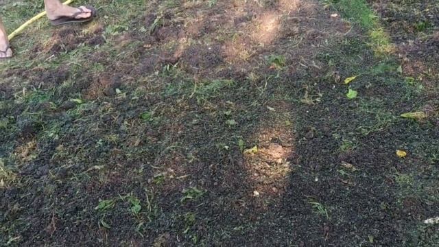 Лужайка на даче - "жидкий газон" в работе смотреть онлайн