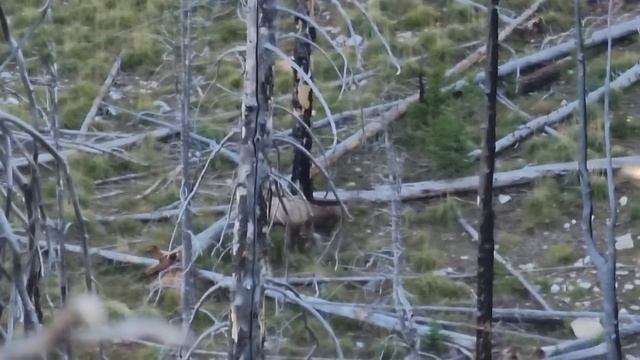 Weekend Warrior | OTC Archery Elk with a mouth tab смотреть онлайн