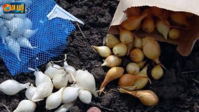Посадка лука под зиму. Когда лучше всего высаживать озимый лук? смотреть онлайн
