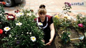 Всё о РОМАШКЕ МНОГОЛЕТНЕЙ посадка выращивание уход вредители болезни подкормка размножение ромашки