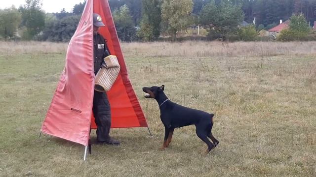 Tutti Mafia from Land Moart IGP-1 смотреть онлайн