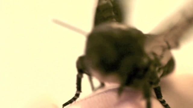 Death's Head Hawk-moth (Acherontia Atropos)