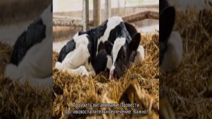 Понос у телят: лечение в домашних условиях народными средствами (быстро)