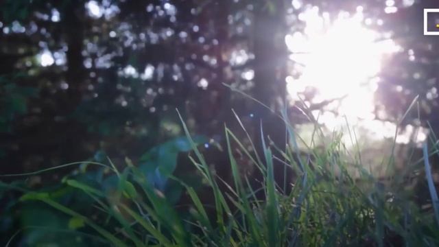 Лиза Алерт-история создания поисково-спасательного отряда из числа добровольцев смотреть онлайн