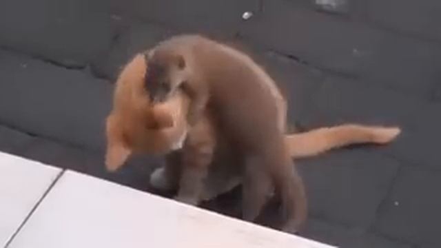 Kitten and baby weasel are pals смотреть онлайн