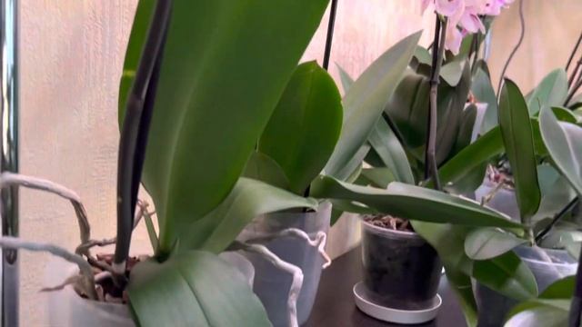 Почему Орхидея не цветет? Давайте разбираться смотреть онлайн