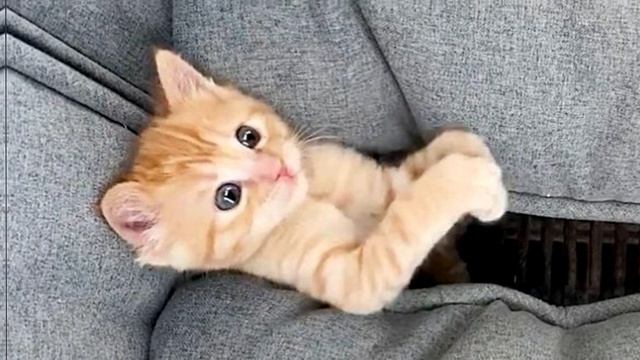 Невероятное спасение: котенка возрастом всего несколько часов обнаружили с ожогами, в экскаваторе!