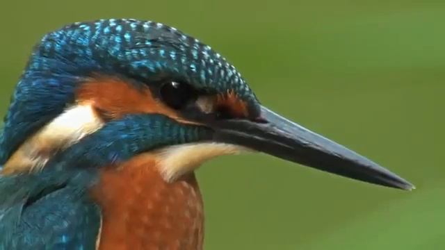Common Kingfisher. Bird Catching A Fish. David Attenborough's Opinion.